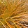 Zegge - Carex testacea 'Prairie Fire'
