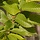 Beukenboom  - Carpinus betulus 'Fastigiata'