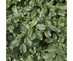 Zuilhaagbeuk - Carpinus betulus 'Frans Fontaine'