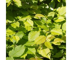 Haagbeuk - Carpinus betulus 'Lucas'