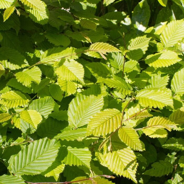 Haagbeuk - Carpinus betulus 'Lucas'