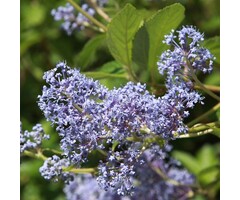 Amerikaanse sering - Ceanothus delilianus 'Henri Défossé'