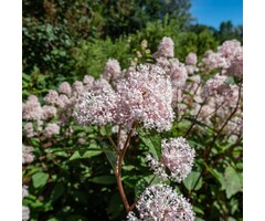 Amerikaanse sering - Ceanothus pallidus 'Marie Simon'