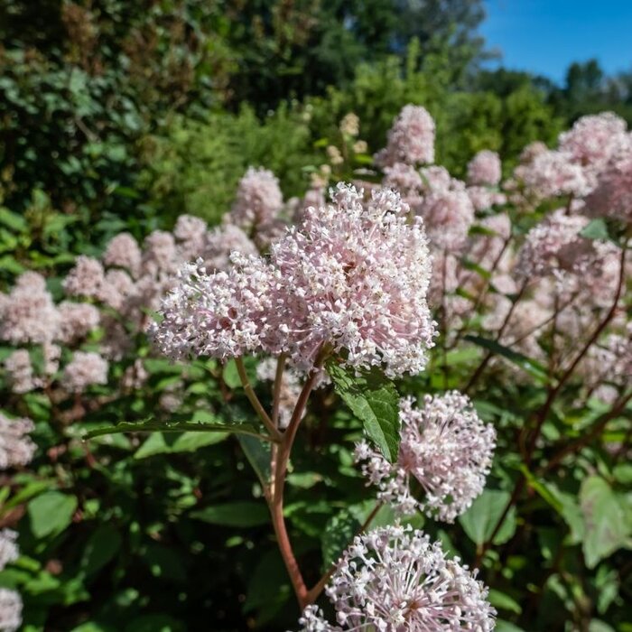 Amerikaanse sering (Ceanothus pallidus 'Marie Simon')