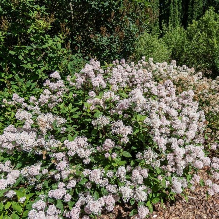 Amerikaanse sering (Ceanothus pallidus 'Marie Simon')