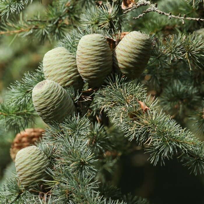 Libanonceder - Cedrus libani