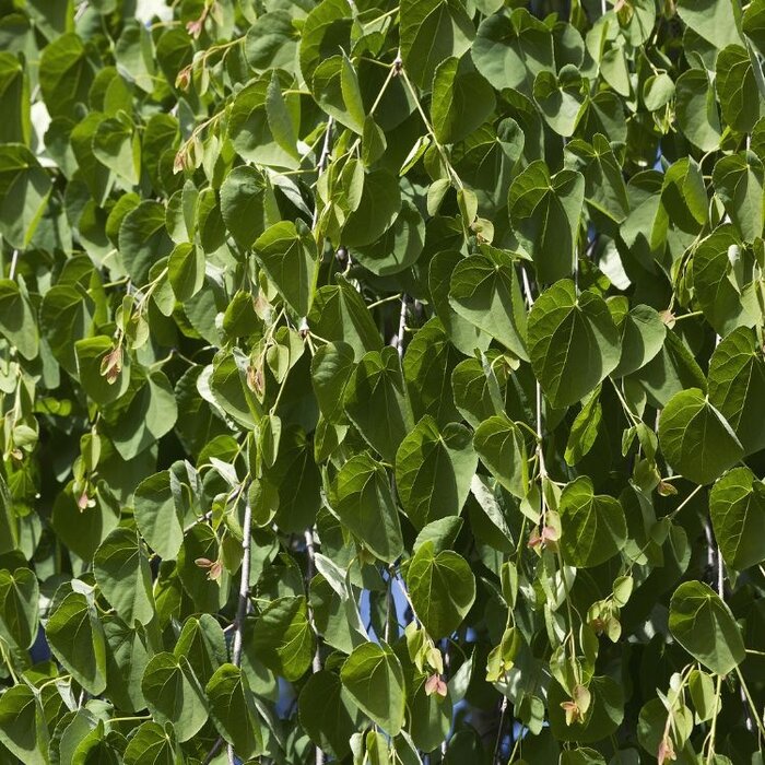 Katsuraboom - Cercidiphyllum japonicum 'Pendulum'