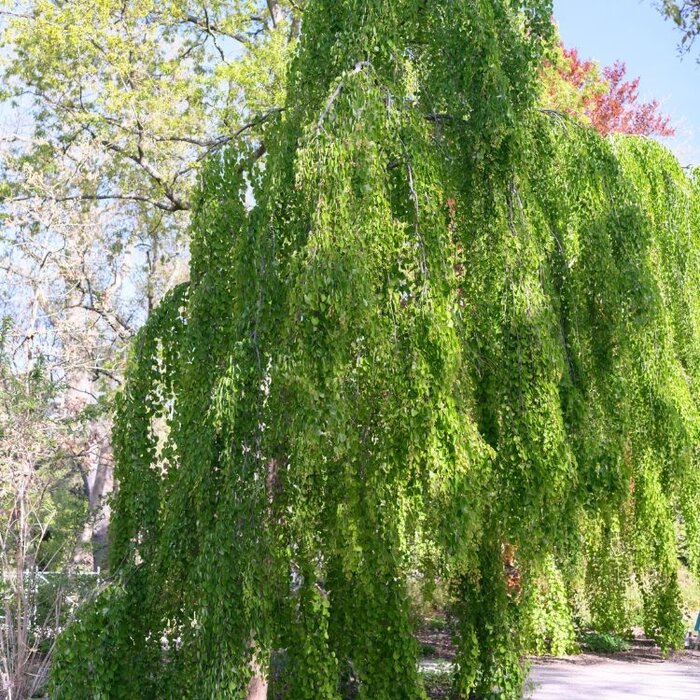 Katsuraboom - Cercidiphyllum japonicum 'Pendulum'