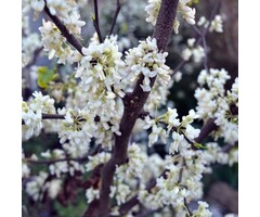 Amerikaanse judasboom - Cercis chinensis 'Shirobana'