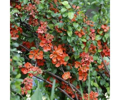 Japanse sierkwee - Chaenomeles speciosa 'Orange Storm
