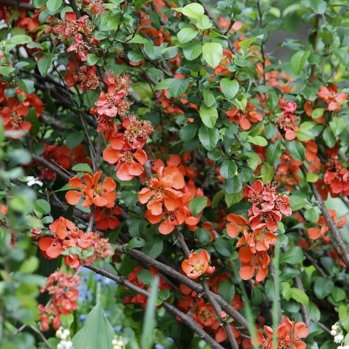 Japanse sierkwee (Chaenomeles speciosa 'Orange Storm)