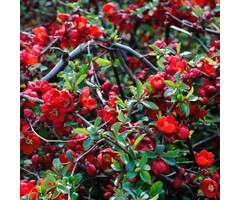 Japanse sierkwee - Chaenomeles speciosa Scarlet Storm