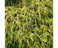Schijncipres - Chamaecyparis pisifera 'Sungold'