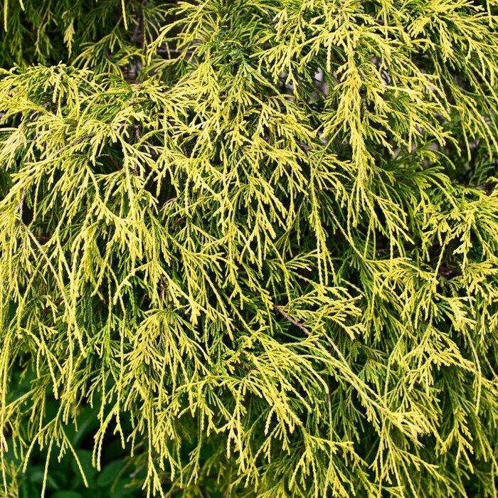 Schijncipres - Chamaecyparis pisifera 'Sungold'