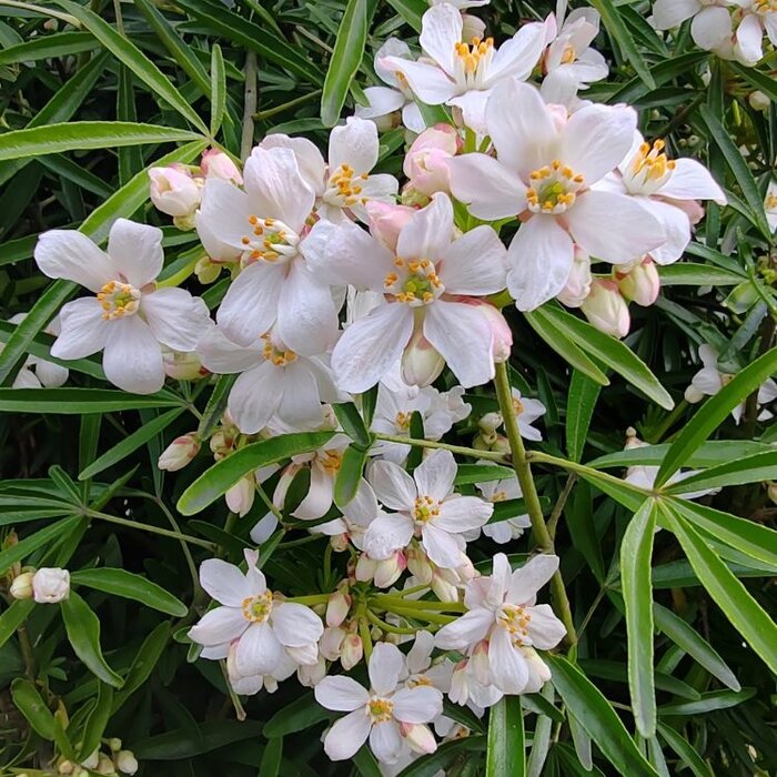 Mexicaanse oranjebloesem - Choisya ternata Apple Blossom