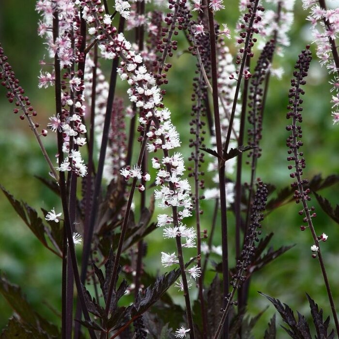 Zilverkaars - Cimicifuga ramosa 'Chocoholic' (Actaea)