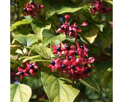 Pindakaasboom - Clerodendrum trichotomum fargesii