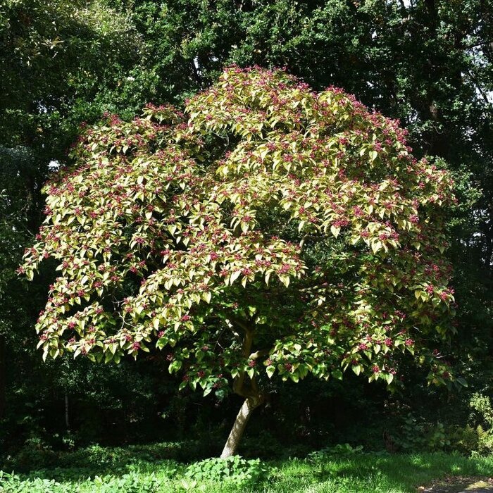 Pindakaasboom - Clerodendrum trichotomum fargesii