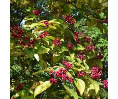 Meerstammige Kansenboom - Clerodendrum trichotomum fargesii meerstammig