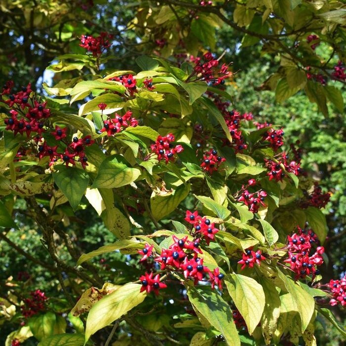 Meerstammige Kansenboom - Clerodendrum trichotomum fargesii meerstammig