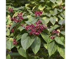 Meerstammige Kansenboom - Clerodendrum trichotomum 'Purple Blaze' meerstammig
