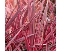 Koolpalm - Cordyline australis 'Pink Passion'