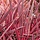 Koolpalm (Cordyline australis 'Pink Passion' )