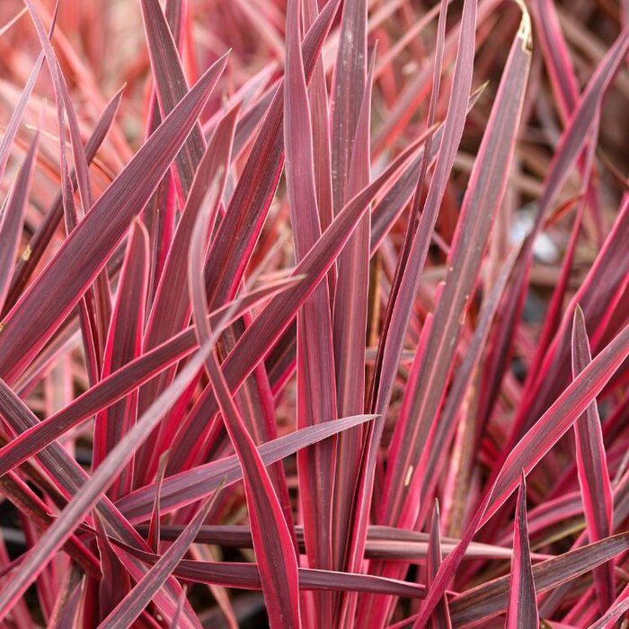 Koolpalm (Cordyline australis 'Pink Passion' )