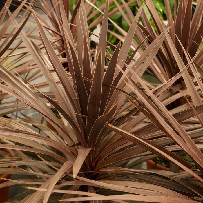 Koolpalm (Cordyline australis 'Red Star')