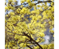 Meerstammige Kornoelje - Cornus officinalis  'Robin's Pride' meerstammig