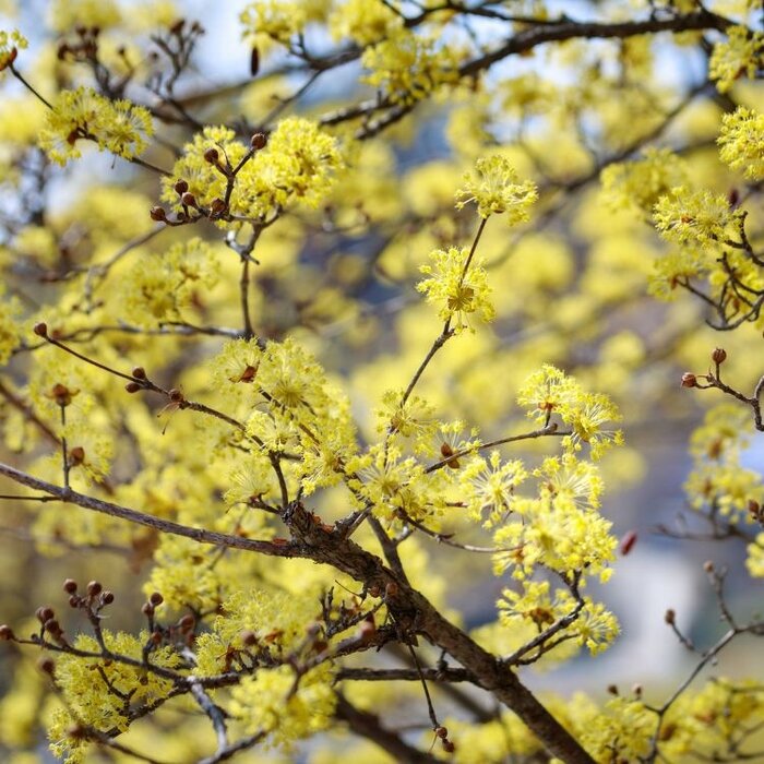 Meerstammige Kornoelje - Cornus officinalis  'Robin's Pride' meerstammig