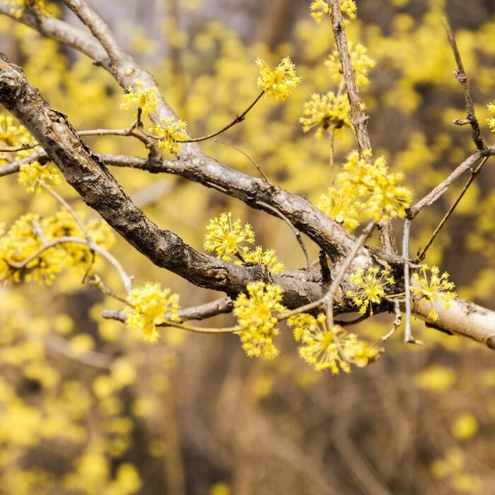 Kornoelje - Cornus officinalis 'Robin's Pride'