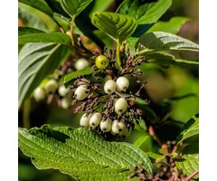 Kornoelje - Cornus sericea 'Kelseyi'