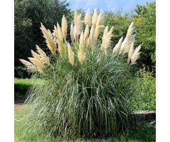 Pampasgras - Cortaderia selloana