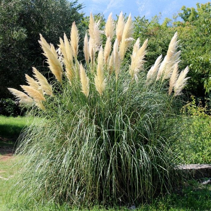 Pampasgras - Cortaderia selloana