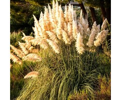Pampasgras - Cortaderia selloana 'Pumila'