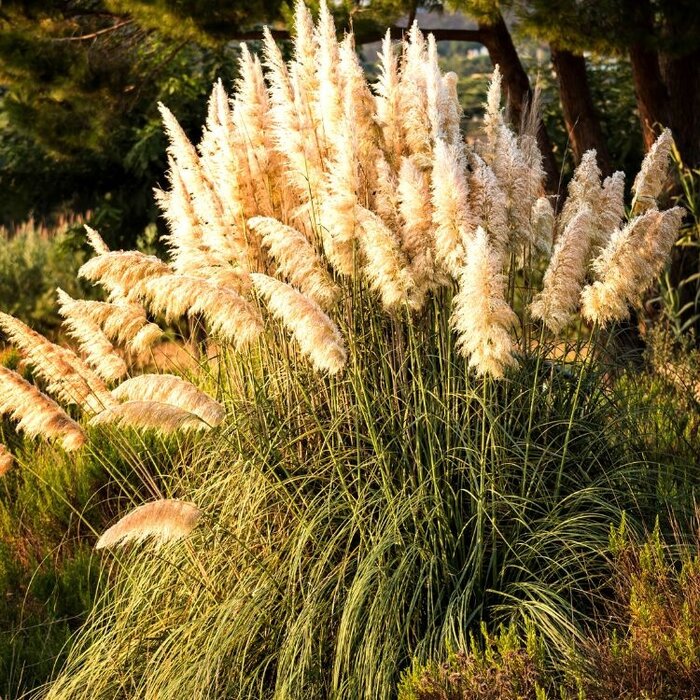 Pampasgras - Cortaderia selloana 'Pumila'