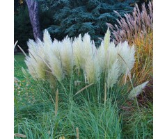 Pampasgras - Cortaderia selloana 'Splendid Star'