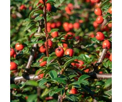 Dwergmispel op stam - Cotoneaster dammeri 'Winter Jewel'