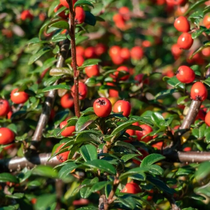 Dwergmispel op stam - Cotoneaster dammeri 'Winter Jewel'