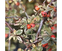 Dwergmispel op stam - Cotoneaster suecicus 'Juliette'