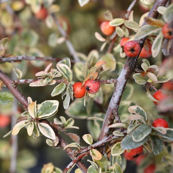 Dwergmispel op stam - Cotoneaster suecicus 'Juliette'