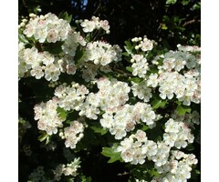 Zuil meidoorn - Crataegus monogyna 'Stricta'