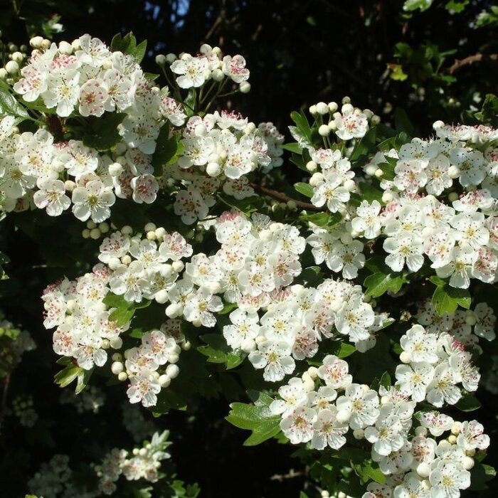 Zuil meidoorn - Crataegus monogyna 'Stricta'