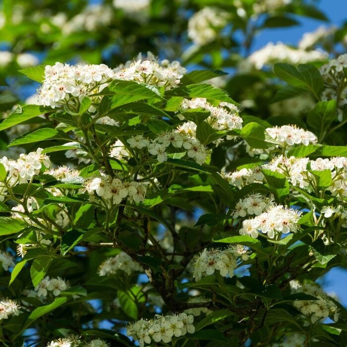 Meidoorn - Crataegus persimilis 'Splendens'