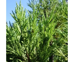 Japanse cipres - Cryptomeria japonica 'Rasen'