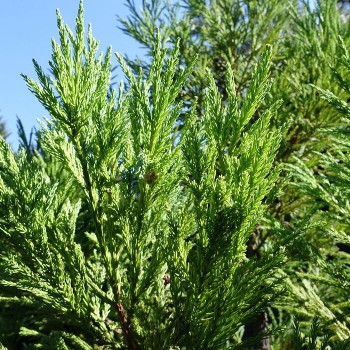Japanse cipres - Cryptomeria japonica 'Rasen'