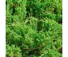 Bastaard cypres - Cupressocyparis leylandii 'Blue Jeans'