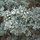 Arizona cipres - Cupressus arizonica 'Glauca'