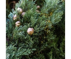 Italiaanse cipres - Cupressus sempervirens 'Pyramidalis'